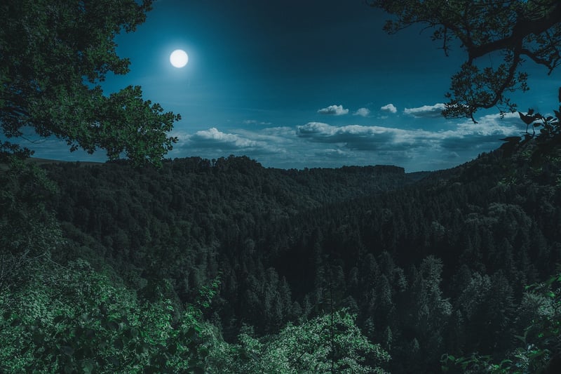 Moonlit Forest